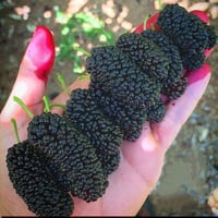 تكي كندي ارتفاع مترين إلى متر ونص  🟥السعر 4000 🟥 عمر الأشجار 2 سنه ⬛️ ...