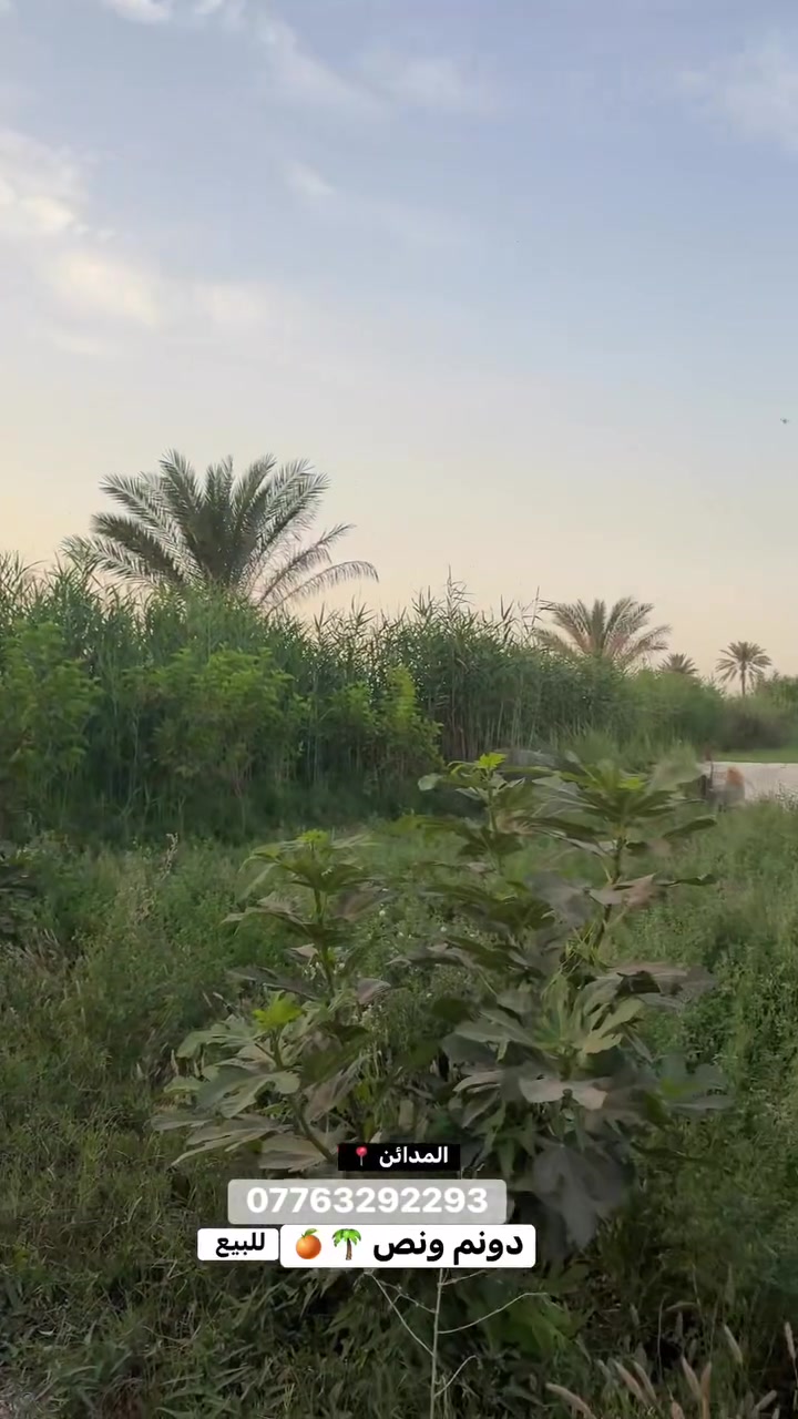 السلام عليكم دونم ونص للبيع طابو سند 25 
المدائن شارع سيد علي واجهه 23
مخدومه تبعد عن شارع العام 700 متر 
للاستفسار الاتصال ***********
