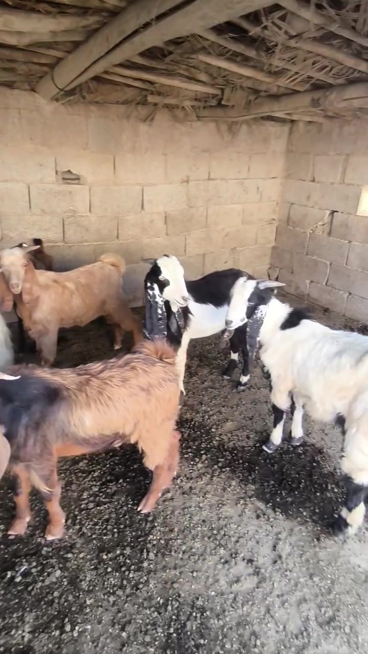 مكلف بنشر صخول 6 كشاتير ومطفل وراه توم *********** رقم صاحبهن اني مكلف مكانهن النعمانيه
