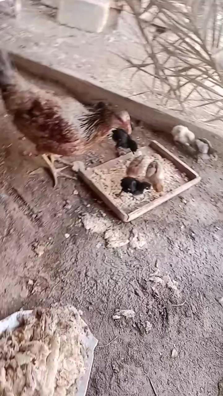 دجاجه مع فروخ 8 لبيع تواصل *********** أو علق واني ادخل خاص
