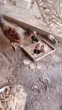 دجاجه مع فروخ 8 لبيع تواصل 07802010531 أو علق واني ادخل خاص