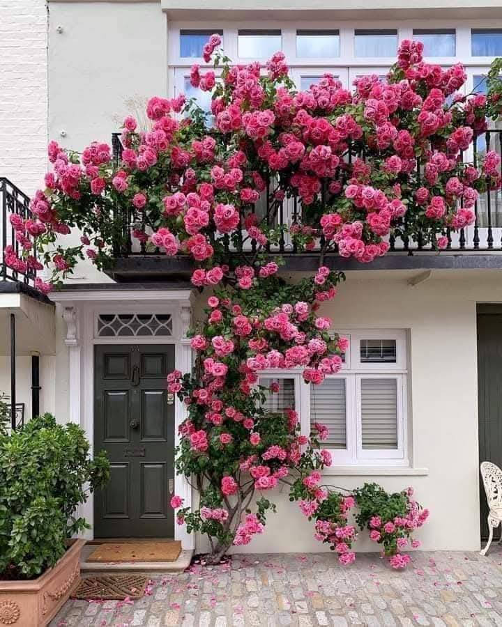 سلام عليكم توفر متسلق النسرين احجام كبيره والوان مختلفه 
عنوان الطي قرب سيطره الزنجيل جرد الملالي 
توصيل مجاني داخل التاجي والطي 
***********
