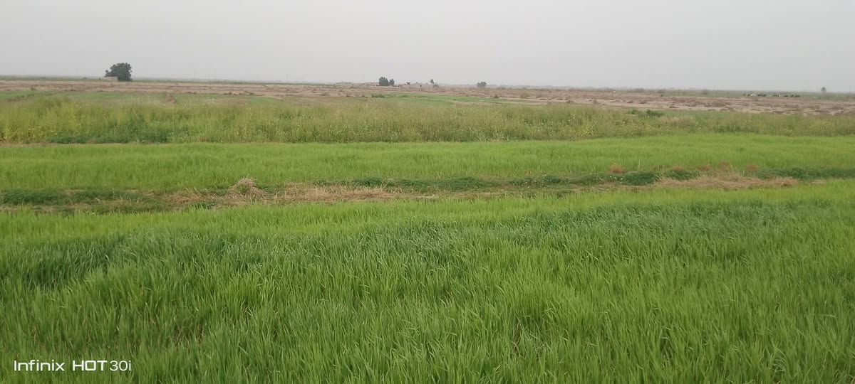 السلام عليكم أرض زراعيه للبيع    ملك رفاعي طريق سيد احمد مقابيل عرب حميد عله زيديه27دونم عليهه مواطير ابو 10ثنين وياها بيت كامل والشراي يتصل ***********
