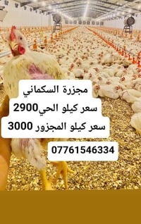 دجاج العلم • درجة أولى • تنضيف