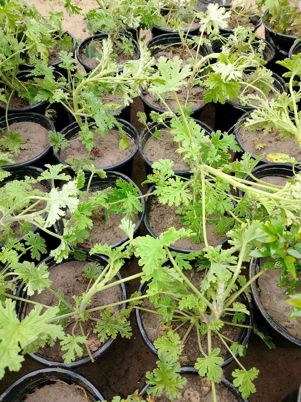 #علان_علان
وصول وجبه اشجار حمضيات ـ ورود- اشجار زينه
10/6/2026


**إذا كنت صاحب هذا الإعلان وتريد حذفه لأي سبب، رجاءا أرسل رسالة إلى الدعم الفني**