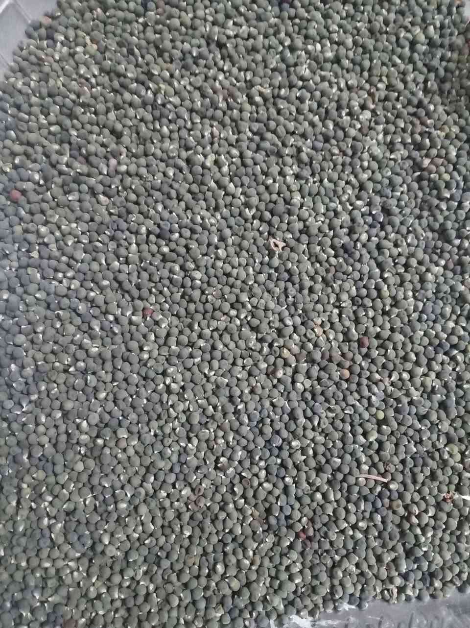 سلام عليكم تتوفر بذور بانيا درجه اولى متعهده سعر 25عنوان مشروع المسيب


**إذا كنت صاحب هذا الإعلان وتريد حذفه لأي سبب، رجاءا أرسل رسالة إلى الدعم الفني**