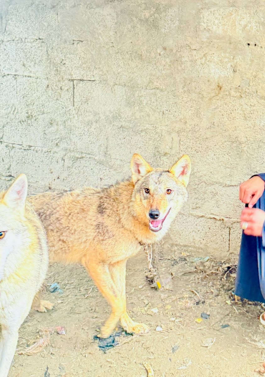 سلام عليكم شباب ذيبه للبيع
***********
