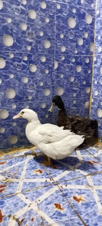 حي النعمان • للبيع