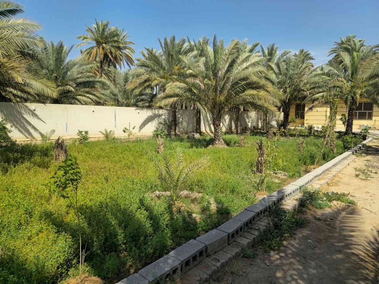 اعلان رقم 2499
المساحه 1،150متر + دار بسيط   #للبيع
يحتوي على كراج واسع ومساحه واسعه مزروعه
تحتوي الارض على نخيل واشجار 
نوع العقار طابو سند ٢٥ 
العنوان في كربلاء خلف جامعة الزهراء "ع"
عن التبليط الفرعي تقريبا ٥٠٠متر
عن مركز مدينة كربلاء ما يقارب سته كيلو
محتويات الدار غرفة منام وصاله ومطبخ وصحيات 
التفاصيل موضحه عن الارض في الصور
السعر قابل للتفاوض للجاد في الشراء! 
باقي التفاصيل زيارة المكتب 📍 
كربلاء طريق السيده زينب ع قرب عمود 131 
او الاتصال 📞
ابو علي ***********  -  ***********
