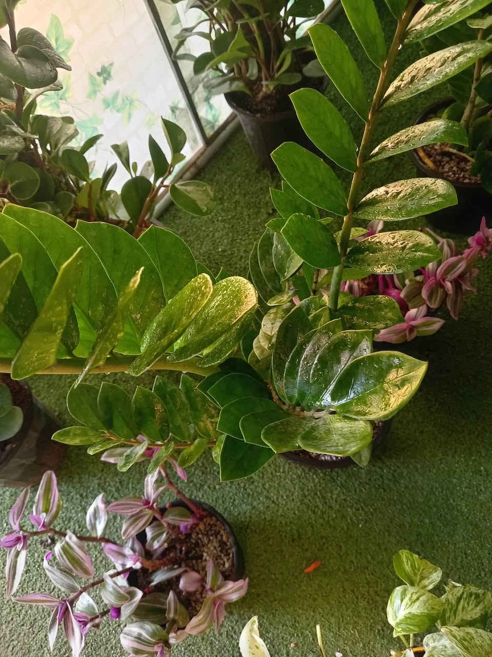 الطيبون سنابل ... حتى و إن جفوا صاروا قمحا🫰🌾
طيب الله اوقاتكم بالخير والسعادة #متابعيني الكرام
زاميا 💚🪴🪴🪴🪴🪴
اقوى نبات حسب نظري 
هو نبات استوائي قريب للعصاريات قوي جدا اقوى من الصبار و حسب تجربتي الشخصية صار تقريبا اكثر من شهر و لا قطرة مي لانه النبات يتحمل عطش بسبب وجود ابصال اسفل الجذر تعتبر بمثابة خزانات للماء و ايضا الورقة عصارية تتحمل الحر و الجفاف🥰🥰🌺💕💕💕🪴🌷🦋🦋🦋
متوفر في مشتلنا 🪴🪴🪴🦋💕


**إذا كنت صاحب هذا الإعلان وتريد حذفه لأي سبب، رجاءا أرسل رسالة إلى الدعم الفني**