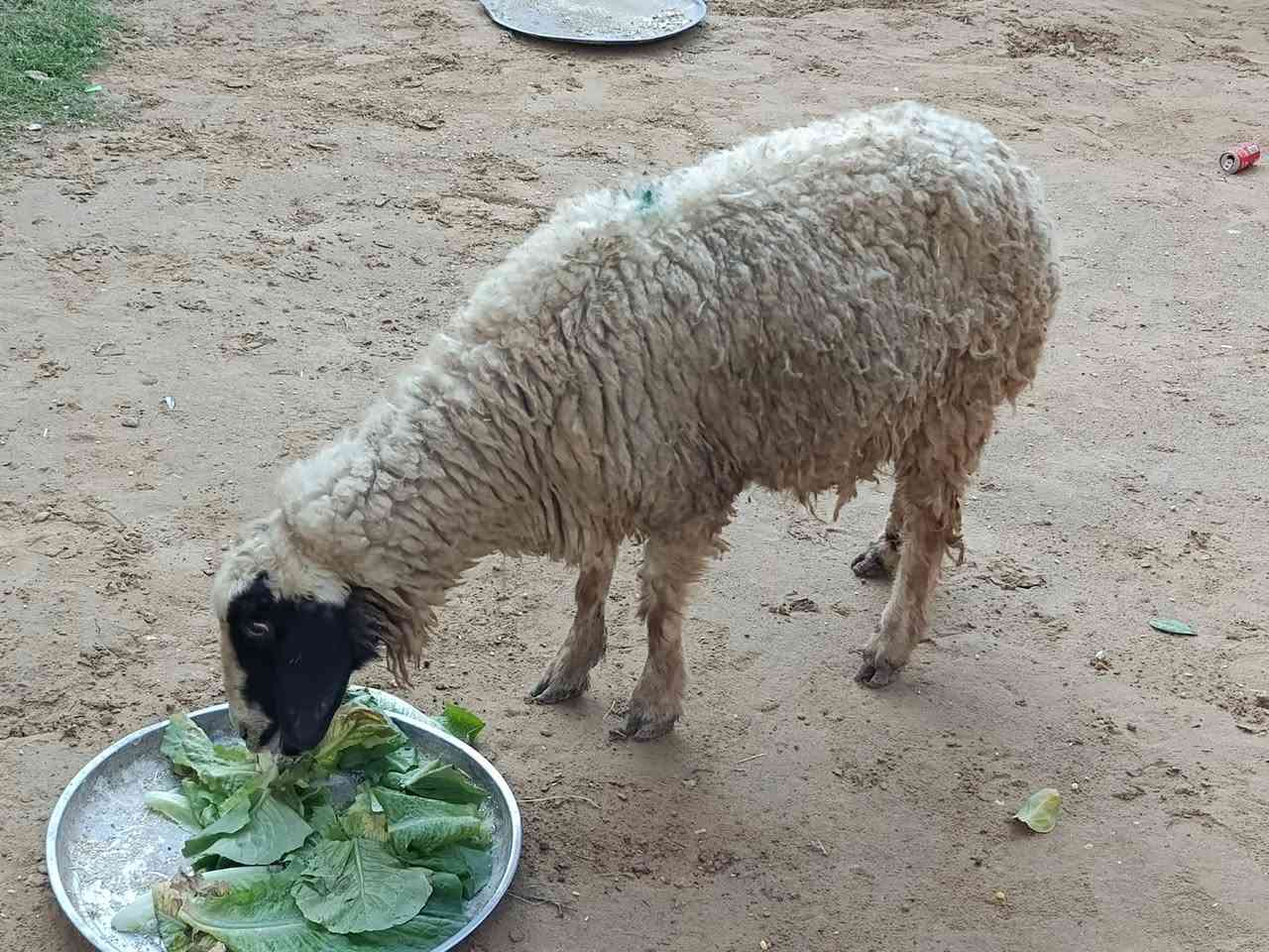 يوجدورجينةعشرة شهرين وشويةمال جنية شرط على اي عيب العنوان بيجي حي ***********
***********
