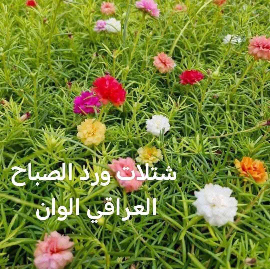 متاح لدينا شتلات نبات ورد الصباح العراقي الوان لطلب والحجز واتساب *********** السماوه أو مراسلة الصفحه يوجد خدمة توصيل طلبات داخل السماوه ولكافة المحافظات لباب البيت أنواع البذور الاستوائية النادره

