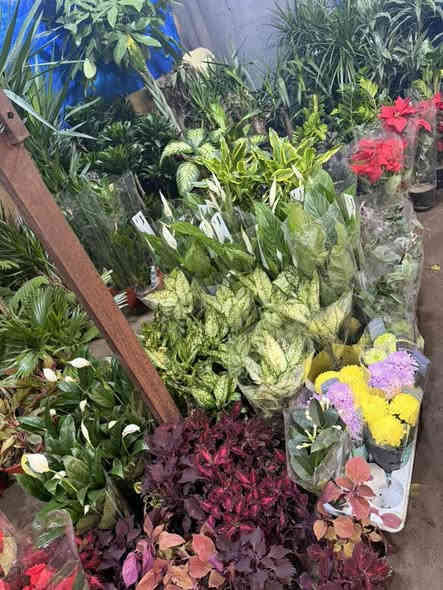 تم وصول وجبه جديده من النباتات الداخلية والخارجية🔥🥰
وبعروض وبأسعار كلش مناسبة 🗣
نباتات هولنديه داخليه اشجار ظليات 
نباتات خارجية للحدائق نباتات مائيه 
كل ماعليك تحجز وتستفسر داخل الصفحه 
للحجز يرجى مراسلة الصفحه تتوفر خدمة توصيل لكافة مناطق الفلوجه
***********
