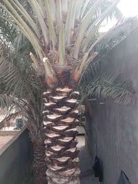 النخيل تكريب تلقيح شلع فسايل تنضيف كامل كص تمر  وزرع فسايل كلما يخص ال...