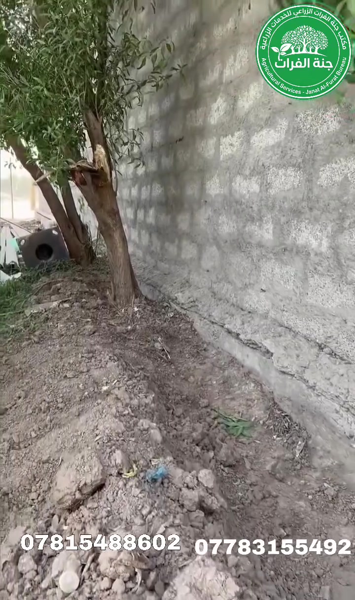 ✅أول زيارة للأرضة تكون الأخيرة ويّانه، لأن شغلنا مو بس مكافحة… شغلنا إنهاء المشكلة من جذورها 
الأرضة إذا دخلت البيت تسبب تلف بالأخشاب والجدران وتخرب البنية بدون ما تحس، 
✅ولهذا نستخدم تقنيات معالجة مدروسة ومواد قوية تضمن القضاء عليها وتكوين حاجز يحمي بيتك لفترة طويلة

فريقنا يفحص المكان بدقّة، يحدد مناطق الإصابة، ويطبّق العلاج المناسب حتى تتأكد إن الأرضة ما ترجع  

راحة بالك مسؤوليتنا، وبيتك أمانته ويّانه✅
لا تنتظر لحد ما يصير الضرر أكبر… 

اتصل بينا هسه واحجز زيارتك، وخلي أول زيارة للأرضة تكون آخر مرة تشوفها بحياتك

📍الدورا، مدخل البعيثه (مجاور مطعم فالح ابو العمبة )

للاستفسار الاتصال:
***********
