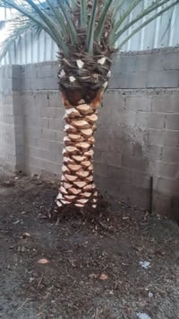 مكربجي نخل متفرق الي عنده نخل تكريب اني اكرب موجود خاص 07891074335 فقط...