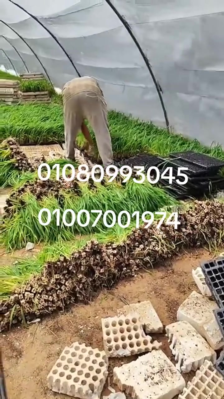 01080993045 //01007001974
🌿 البونيكام البرازيلي الأصلي
إنتاجية عالية وجودة ممتازة للمواشي
يتحمل الملوحة ومناسب لمعظم الأراضي
للحجز والاستفسار تواصل الآن 📞01080993045


**إذا كنت صاحب هذا الإعلان وتريد حذفه لأي سبب، رجاءا أرسل رسالة إلى الدعم الفني**