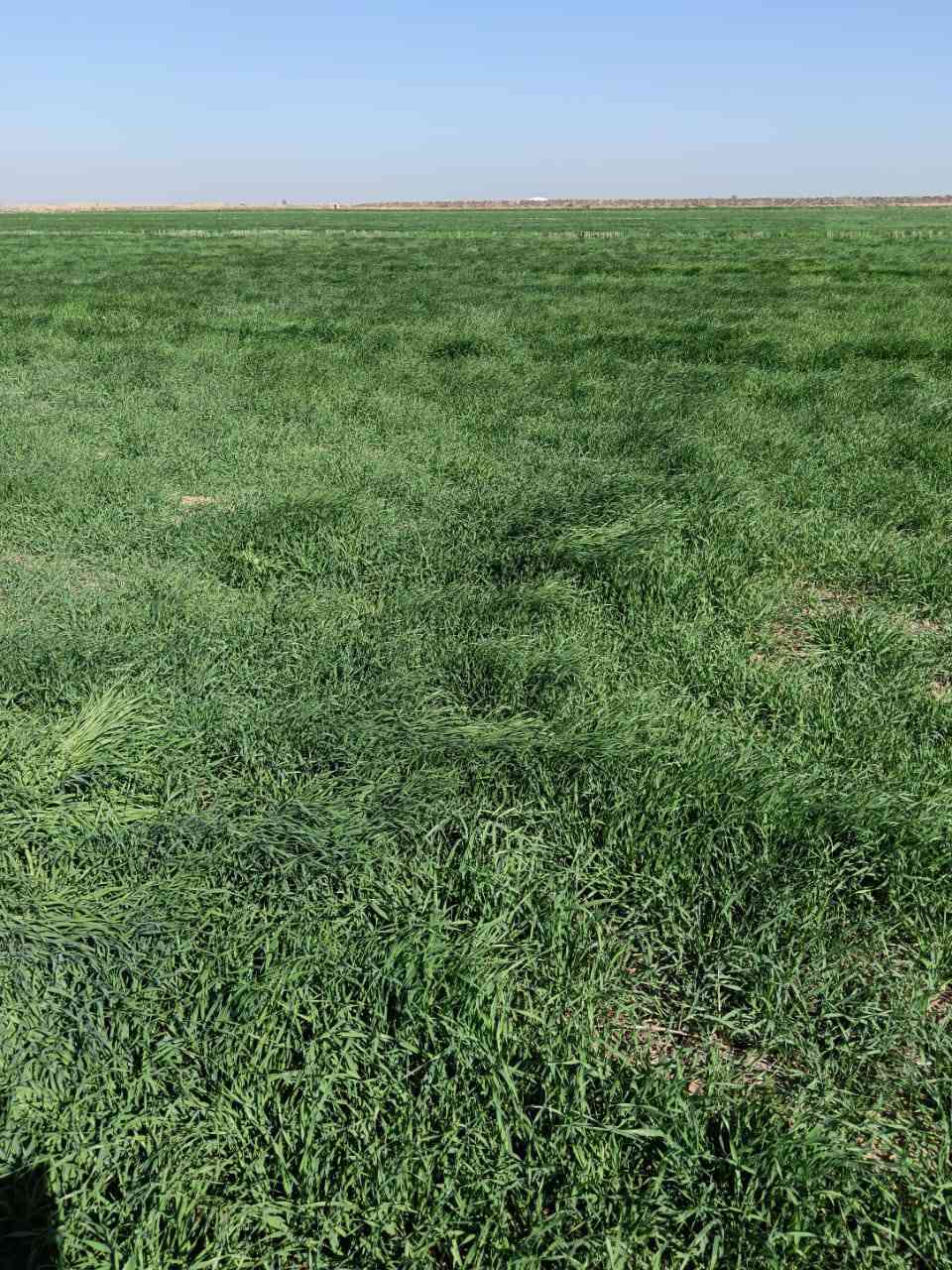 السلام عليكم يوجد چاير في محافظه واسط قضاء الاحرار قرية ال عيسى 35 دونم للتواصل على الرقم ***********
