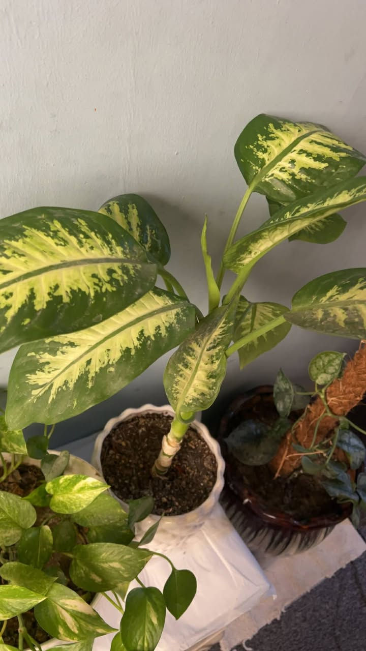 هةولير .مةركانو خولي باشيان هةية


**إذا كنت صاحب هذا الإعلان وتريد حذفه لأي سبب، رجاءا أرسل رسالة إلى الدعم الفني**