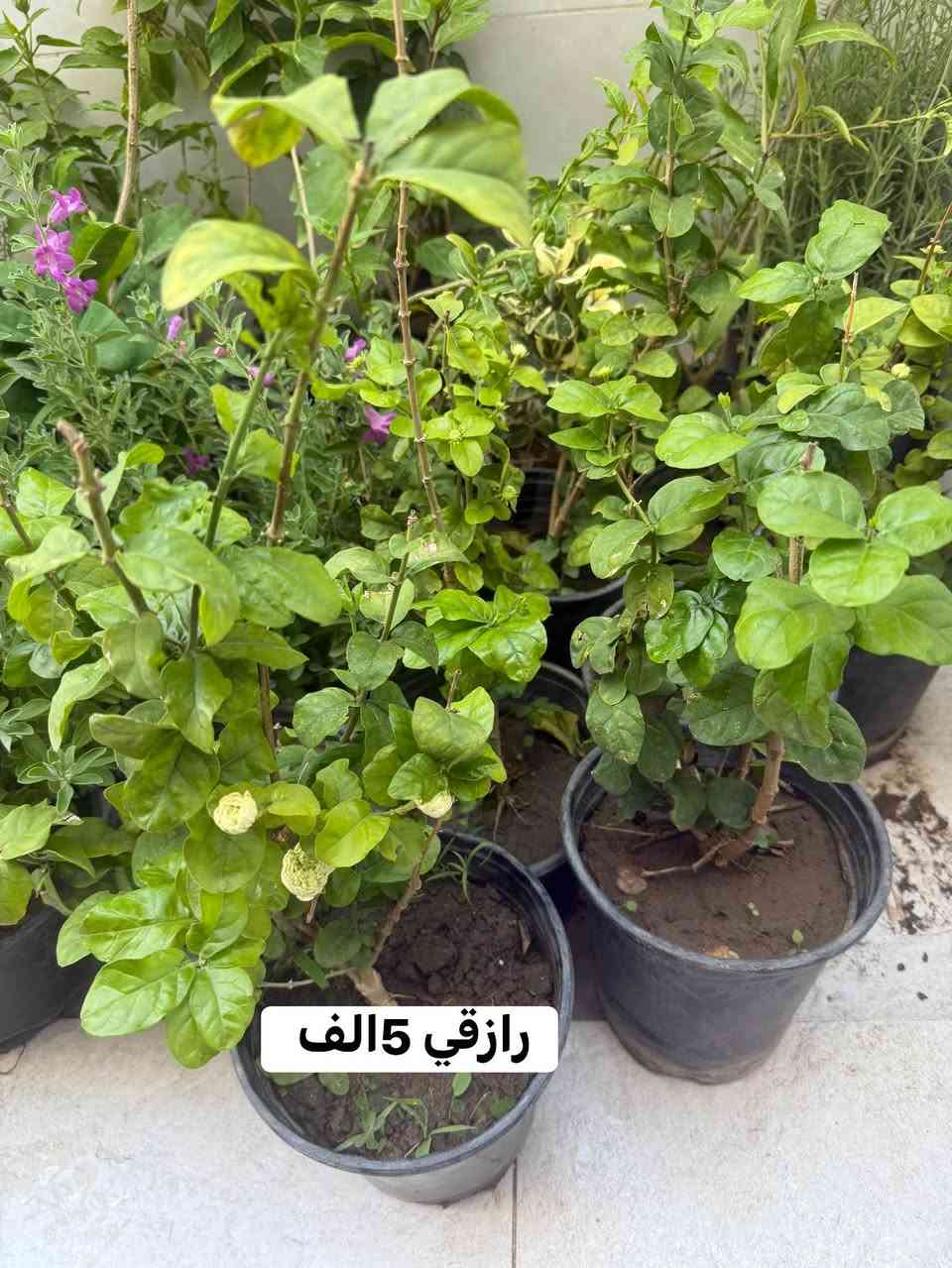 مجموعة من أجمل نباتات الزينه😍🪴 مع الأسعار 
متوفر توصيل لجميع مناطق أربيل 
للمزيد من النباتات تابعوا الأستوري


**إذا كنت صاحب هذا الإعلان وتريد حذفه لأي سبب، رجاءا أرسل رسالة إلى الدعم الفني**