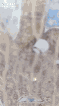 سلا عليكم تكتك مضلع كفاله عامه البيع *********** شراي بي خير ويدلل
