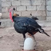 مكلف بالنشر 60 الف المشاهدة _ قرية الرواد 07825218894  واتساب