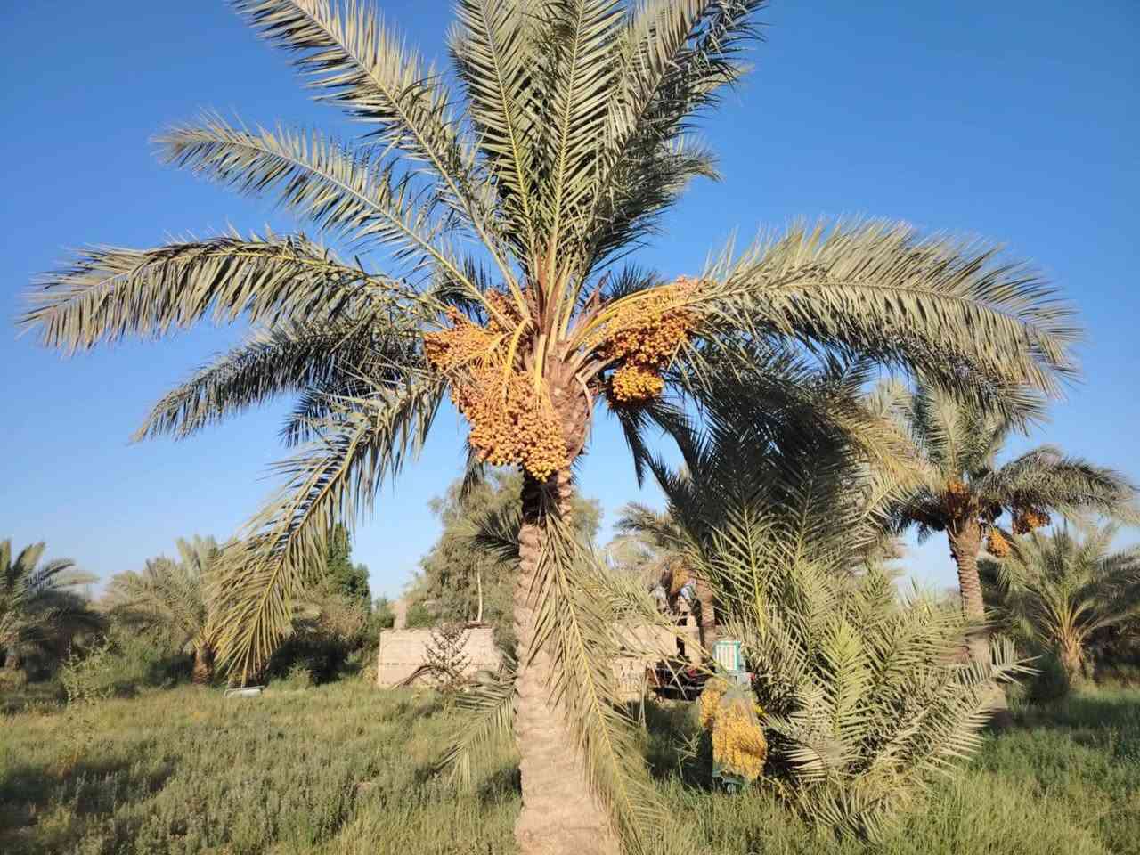 سلام عليكم من رخصت ابو الكروب مزرعة اللبيع طابو بستنة مساحة ٣٠٠٠م مع بيت يتكون من ٤غرف نوم وصالة واستقبال ١٥م ومطبخ وصحيات داخلية وخارجية خدمات كاملة كهرباء وماء اسألة وماء سقي العنوان طريق السنية جهة زوار مقابل جامعة جديده تبعد عن شارع العام ١٥٠م الاتصال على الرقم ***********
