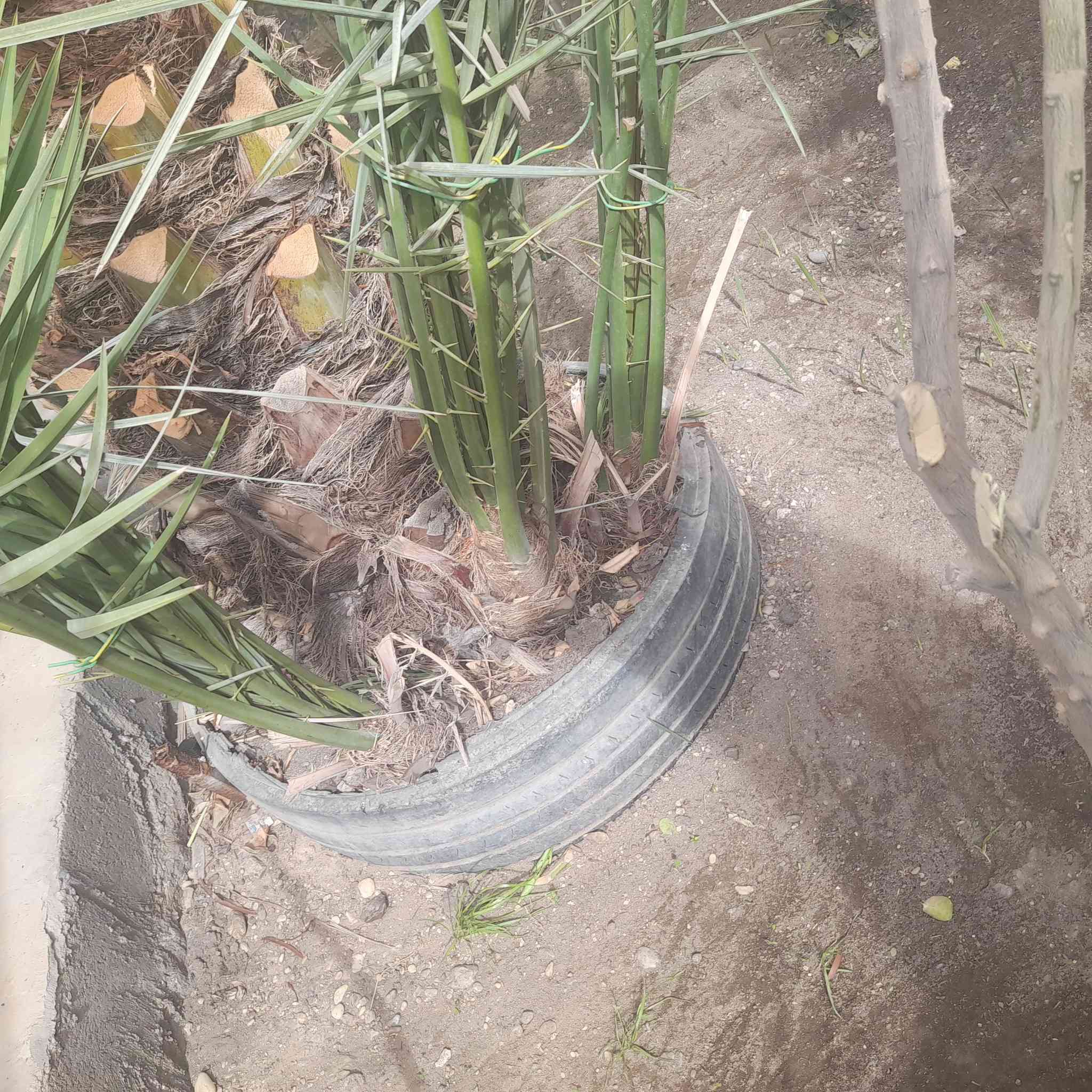 يوجد نخلات للبيع
صنف معموري


**إذا كنت صاحب هذا الإعلان وتريد حذفه لأي سبب، رجاءا أرسل رسالة إلى الدعم الفني**