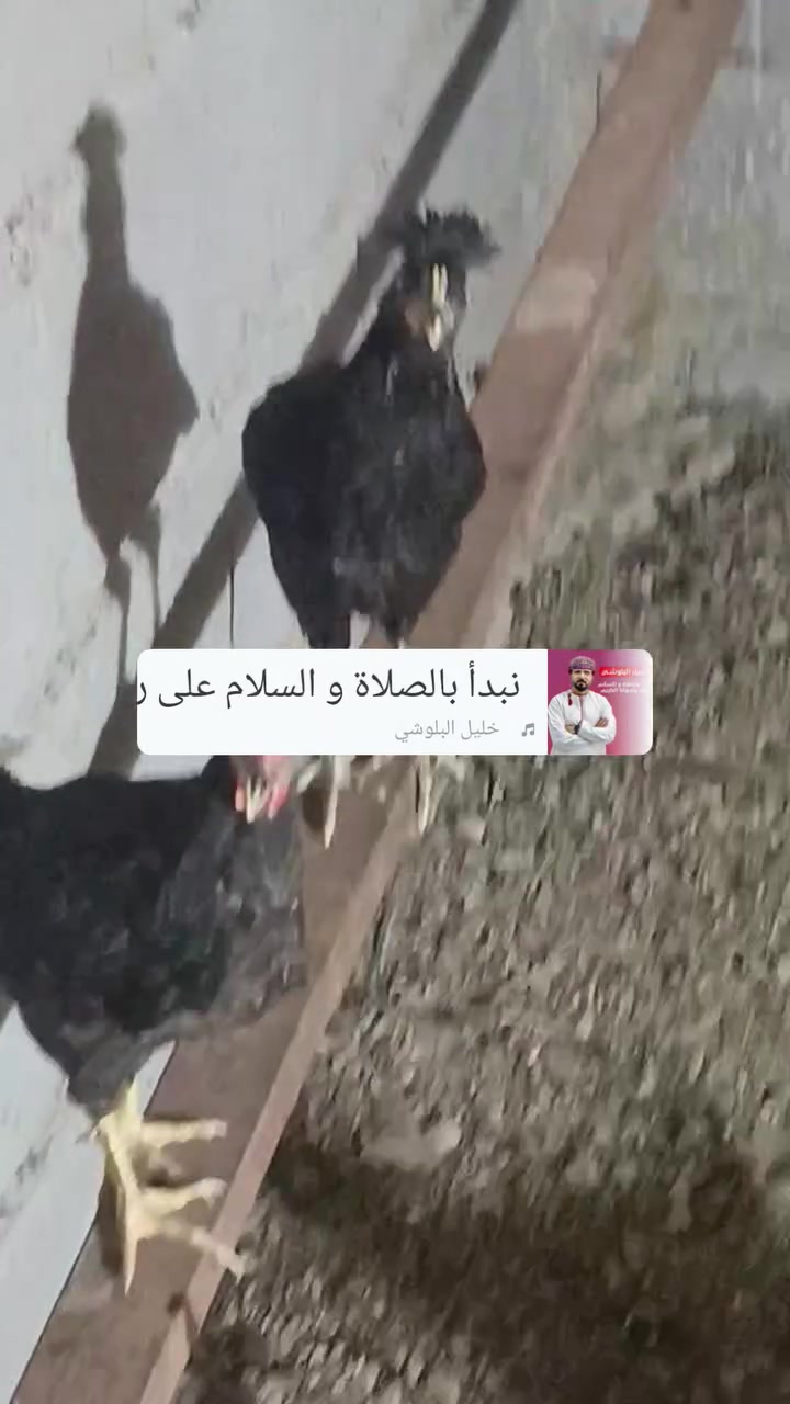 السلام عليكم ورحمه الله وبركاته ممكن تنشرلي عندي فروجات عمر 3 اشهر للبيع السعر التك 7500 رقم الهاتف واتساب ***********
