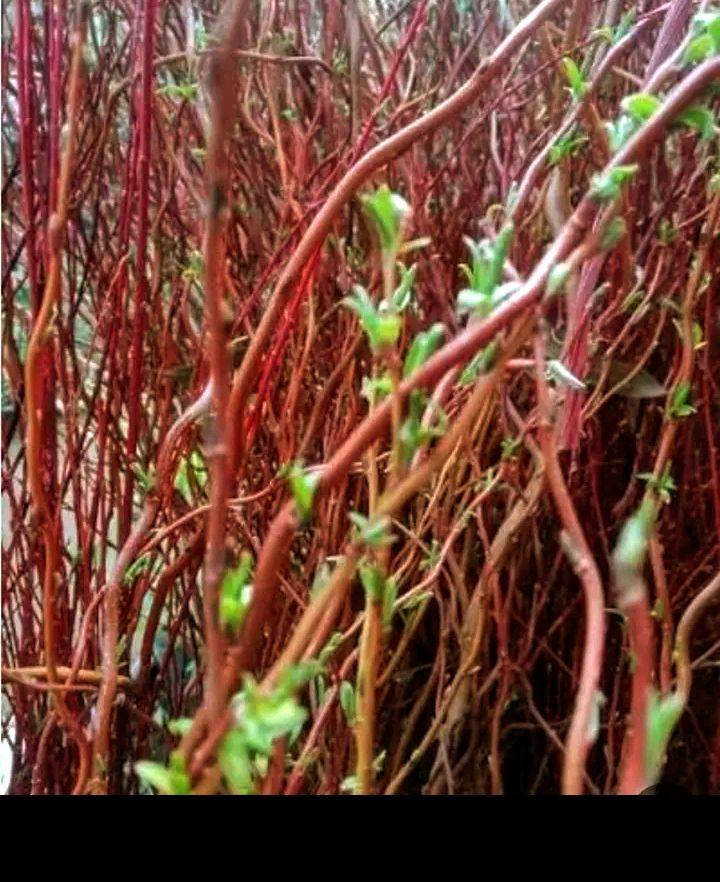 متسلق نسرين اتوفر توصيل 
داخل مركز ديوانيه قرانيا او العصئ الذهب متسلق روز احمر وردي تين جلد نمر متسلق جوري ديوانية, القادسية


**إذا كنت صاحب هذا الإعلان وتريد حذفه لأي سبب، رجاءا أرسل رسالة إلى الدعم الفني**