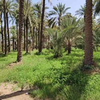 حي الحسين • ٨٠٠م • طابو
