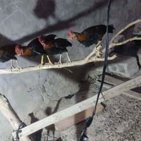 ديوجه • عمر ٥ أشهر • ماخذات لقاح