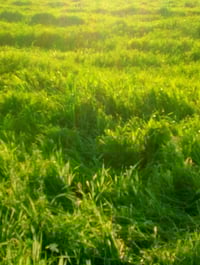 قريه بيت ارخيص • أرض زراعي • ٤ونص دونم