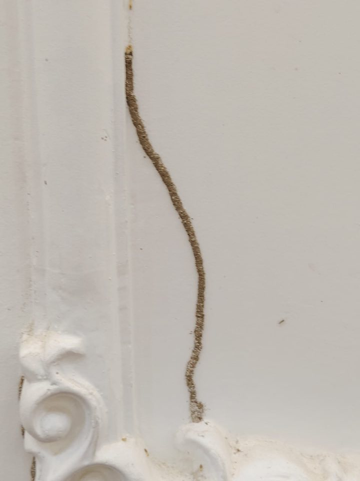 عندك ارضة بالبيت ؟ ( 🐜) وماكلة الحايط والاخشاب وتريد تخلص منها الحل يم شركه القلعه لزراعية لمكافحة الآفات وحشرة الأرضة طبعاً اول شي نفحص بيتك بجهاز سونار وبعده رش المبيدات وبضمان حقيقي✅تصل مدة الضمان الى 10 سنوات موجود عروض وخصومات لكل دوائر الحكومية  ومجمعات السكنيه وهاا تعفير وتعقيم مجاني ومواد فايروسه ناقله للعدوه بنسبه للحشرات صحه عامه عديمة الرائحة  وميحتاج اخلاء الموقع  وكوادرنا تعمل لجميع  محافظاات العراق الآن اتصل بنا ***********(☎️) او مراسلة الصفحة الرئيسية او الاتصال على رقم الهاتف ☎️***********واتساب 📞
