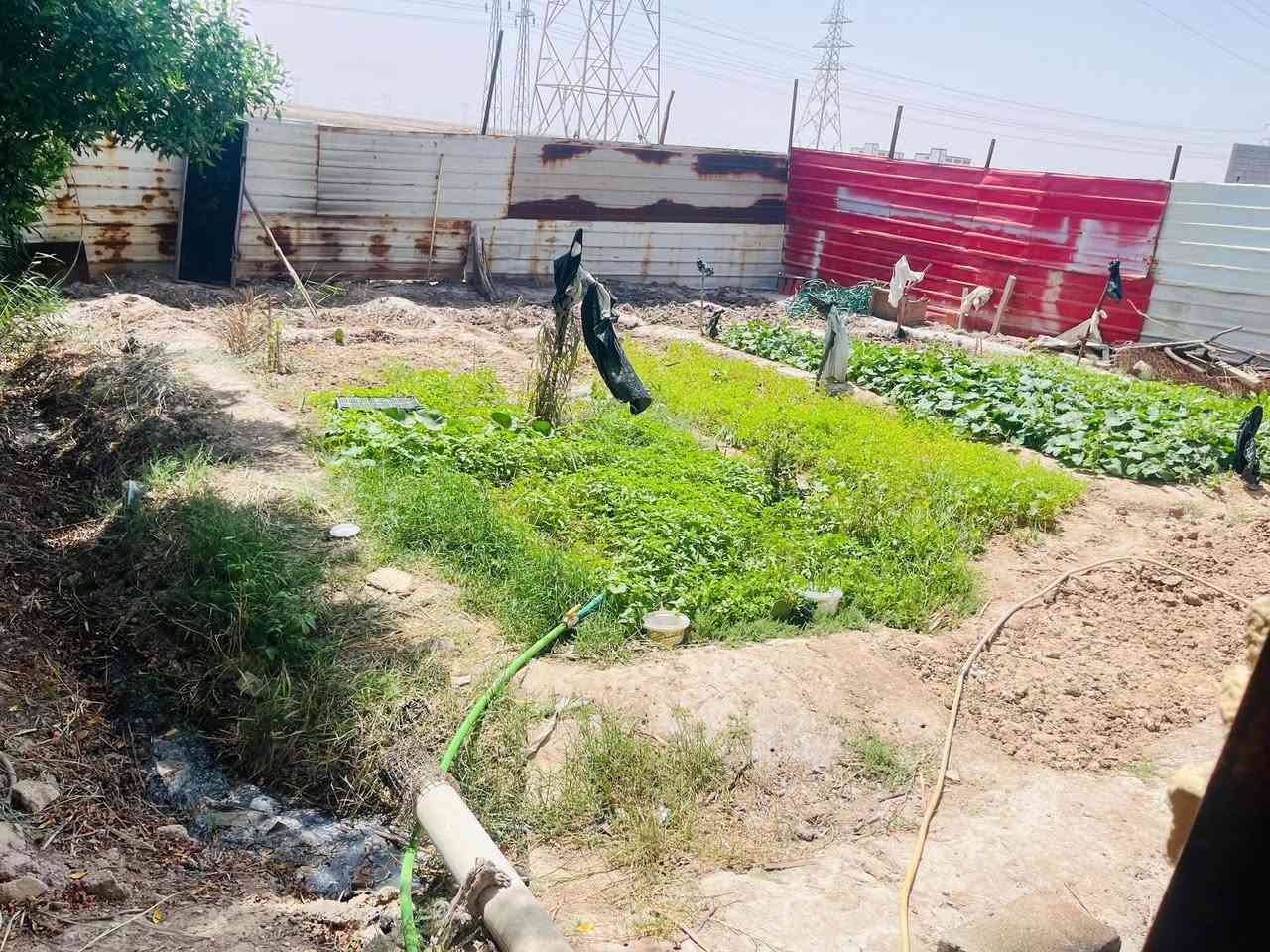 سلام عليكم بيت للبيع يحتوي على غرف 2 ودوانيه واكو مجال هيكل للدوانيه يصير بي 3 غرف ودوانيه وهول ومطبخ وحمامات وحديقه امام البيت وخلف البيت مساحه الكليه 350 العقار  زراعي
سلام عليكم بيت للبيع يحتوي على غرف 2 ودوانيه واكو مجال هيكل للدوانيه يصير بي 3 غرف ودوانيه وهول ومطبخ وحمامات وحديقه امام البيت وخلف البيت مساحه الكليه 350 العقار  زراعي
سگف مالته عگاعده السطح ما يخر ابد
كراج جبير يشيل 3 سيارات وامام البيت ساحه جبيره بيهه مواكب يعني البيت ما مضايق بس مو من ضمن البيت 
وبصف البيت الك مترين يبعد عن شارع العام اقل من 200 متر السعر 30 وبي مجال للشراي لمو شراي لا يتصل 
الرقم ***********
 العنوان البصره الهارثه حي المرتضى
