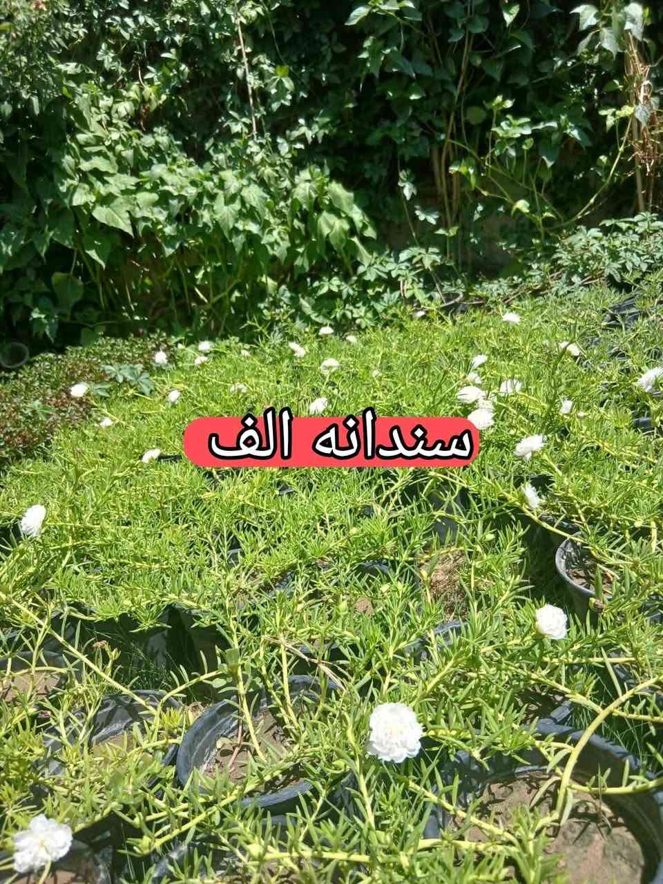 يوجد خدمة توصيل داخل كوت  سندانه (الف دينار) لحجز وسفسار مراسل خاص او
اتصل ***********
