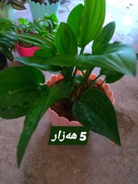 للبيع • توصيل • ديكور