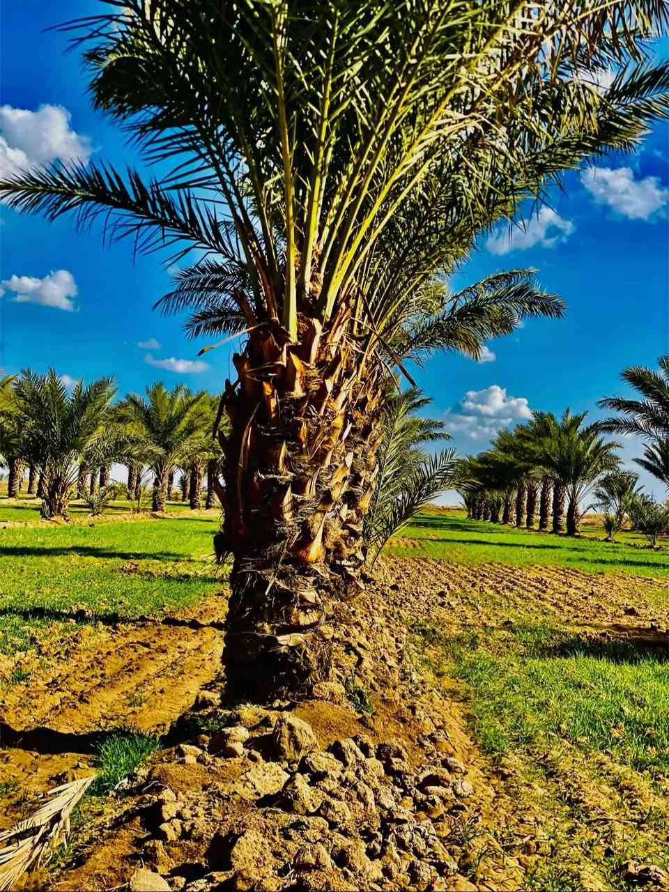 بستان مساحه١٠دونم متوفر ماء وكهرباء وشارع لاستفسار ***********
