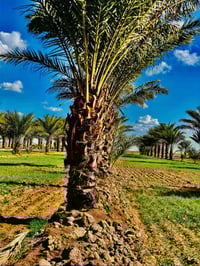 بستان مساحه١٠دونم متوفر ماء وكهرباء وشارع لاستفسار 07732608369