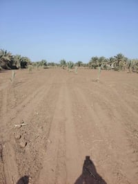 قطعة ارض مساتها ٢ ونص  دونم.  طابو زراعي  سند ٢٥ مغروسة نخيل  اكثر من ...