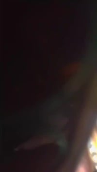 مراوس • سوزوكي • مطلوب