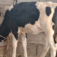 هولشتاين • حوليه • الشرقاط الخضرانيه