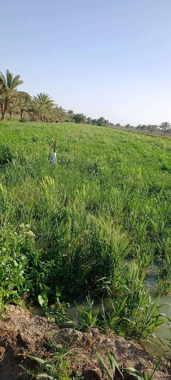 زرع للبيع المساحه 8دونم الديوانية قرب الخمسه دونم خلف الطاقه الكهربائيه الكوريه 
‏‪0787 204 2159‬‏
