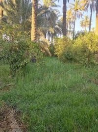 بستان للبيع • ارض للبيع • عقار للبيع • بستان واسط • الصويرة واسط • ارض...