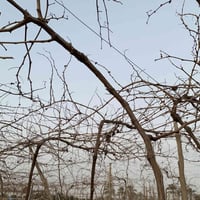 يوجد شتل عنب 🍇فرنسي، حلواني، ديس عنز  شتل درجه اولى السعر 3 وبي مجال  ...