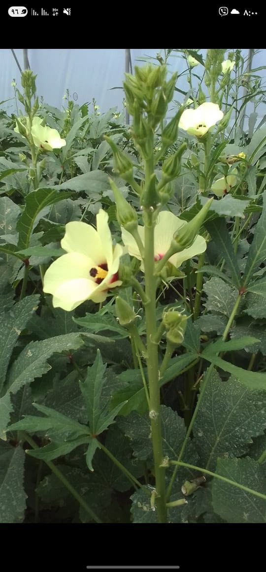 توفر لدينا بذور باميا بترا
🌱 إنتاجية عالية
🌱 لون مرغوب تسويقياً
🌱 سريعة النمو
💰 سعر مناسب للجميع

📞 للحجز والاستفسار:
واتساب: ***********

📍 كركوك – الحويجة
🚚 تتوفر خدمة التوصيل إلى جميع المناطق
