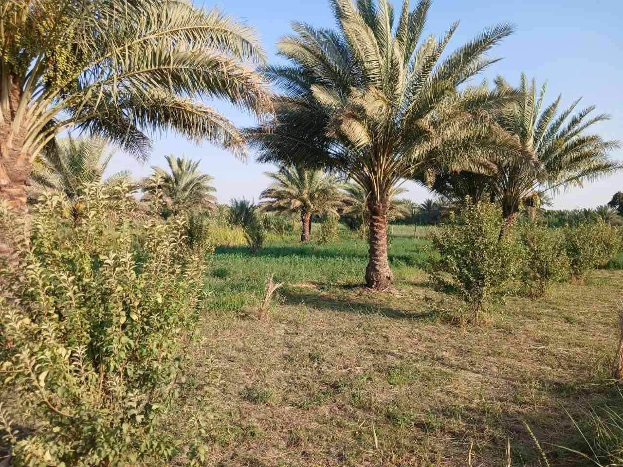 سلام عليكم ارض زرعيه البيع مساحه 40دونم عقد عله 117اله حصه ماء تبعد عن شط 500متره  مزروعه جت أو مشجره نخال أو حمضيات تبعد عن تبليط 500متره واسط الصويره للاستفسار ***********
