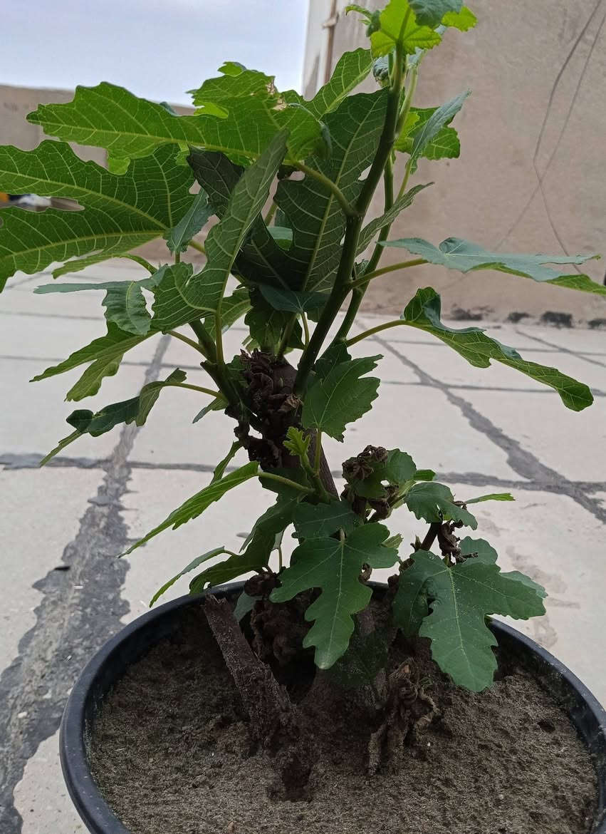 السلام عليكم
تين بني مسلم 
سعر الشتله 3000

الرقم ***********
