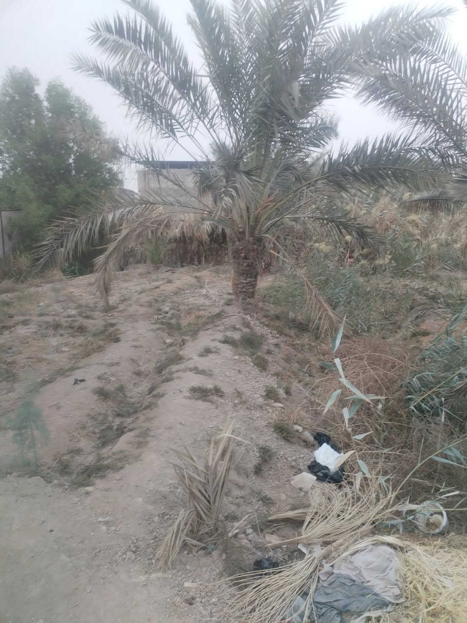 سلام عليكم ورحمة 👇
متوفر بستان للبيع طابو صرف عراقي 👍
 تحويل سهم بالطابو
المساحه دونم 2500 متر 
 يقع في أبو الخصيب السيبيليات قريب على الطريق السياحي يحتوي على بيتين
يحتوي على انواع كثيره من النخيل
والأشجار
وعلى نهر
سعر 365 وقابل للتفاوض
جيران ناس ذهب 
للاستفسار الاتصال على الرقم
***********
