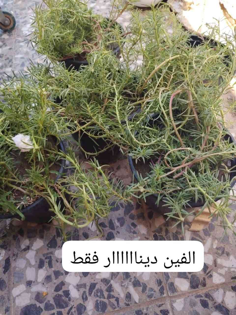 سعر السندانه حجم كبير الفين ديناااار فقط وعراقييي ومليااانه جنابد شتردون بعد ☺ للحجز واتساب***********
هاا واكو توصيل داخل النجف فقط للاحياء القريبه ٣ الاف
للاماكن البعيده ٤ الاف 
سعر السندانه حجم كبير الفين ديناااار فقط وعراقييي ومليااانه جنابد شتردون بعد ☺ للحجز واتساب***********
